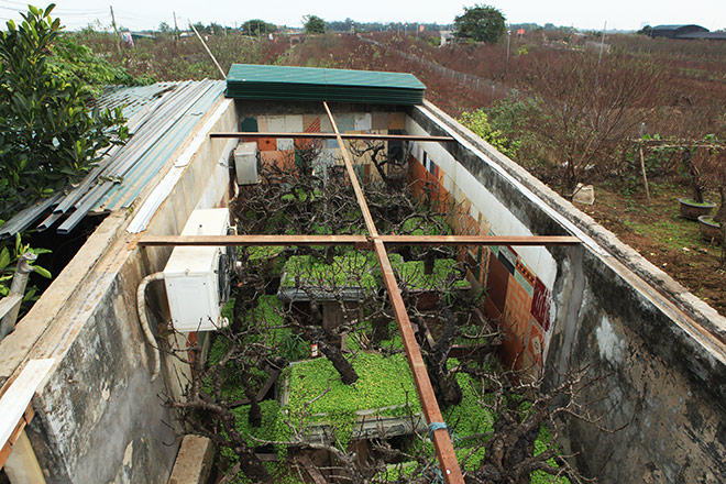 Hà Nội rét đậm, đào Nhật Tân sẽ đắt gấp 3 lần mọi năm?